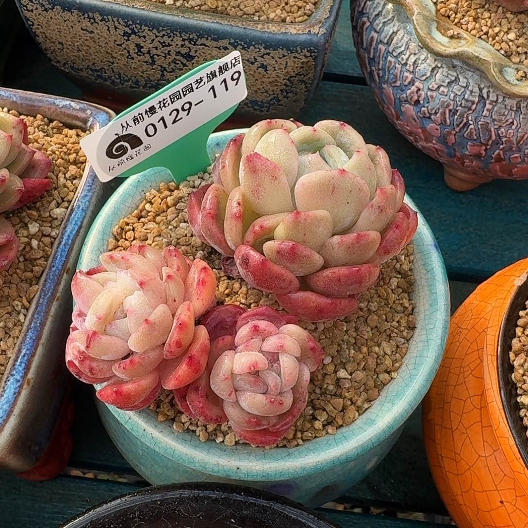 从前慢花园多肉0129-119