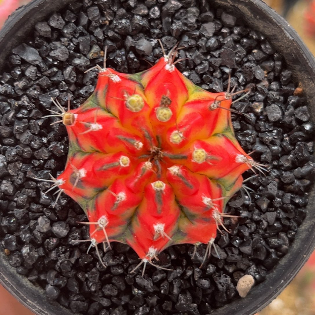 好彩 米哈仙人球 