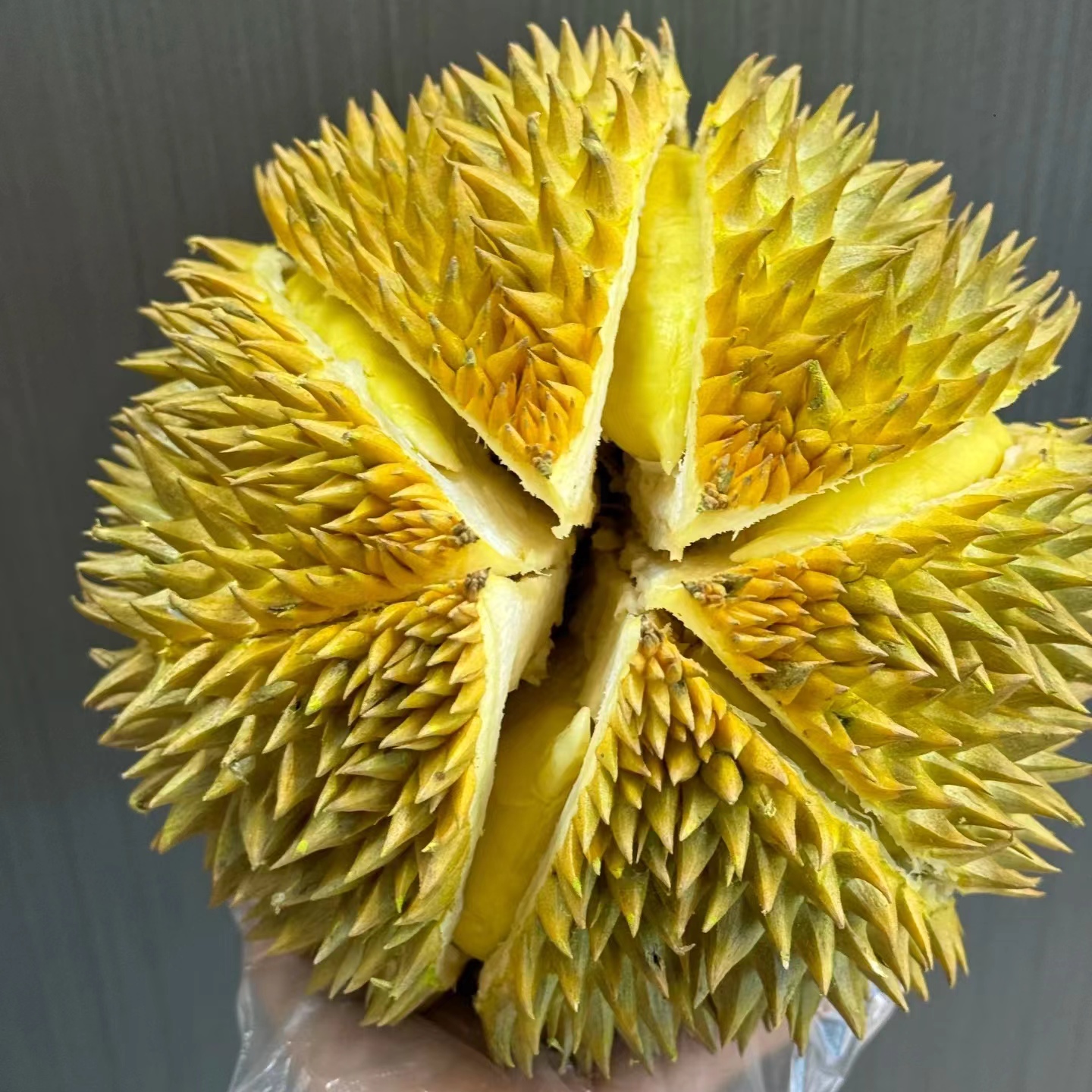 HG【微熟】一物一拍泰国金枕榴莲路途10-15%水分重蒸发勿生切