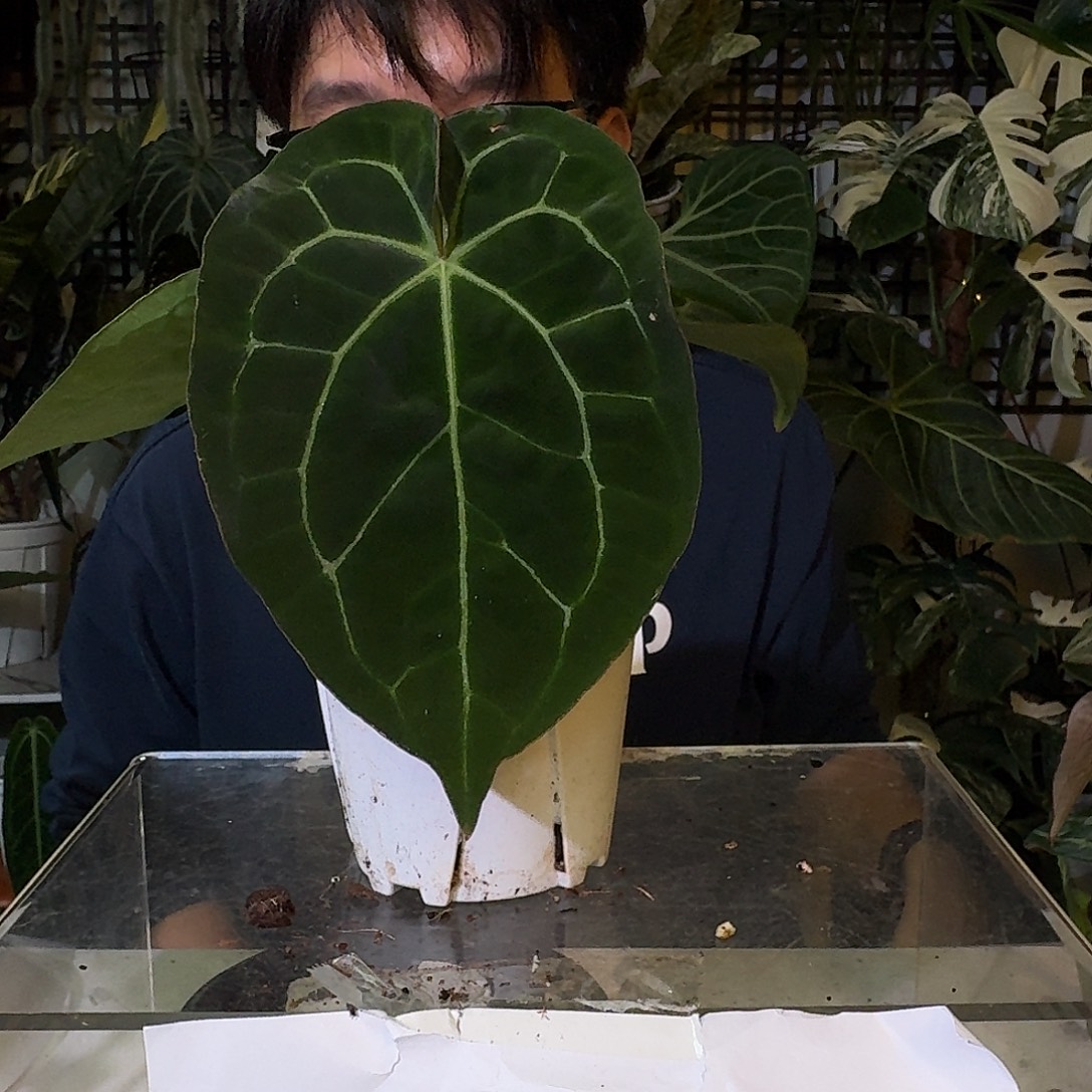 不开花植物C78神光杂绿丝绒轻微叶损无售后