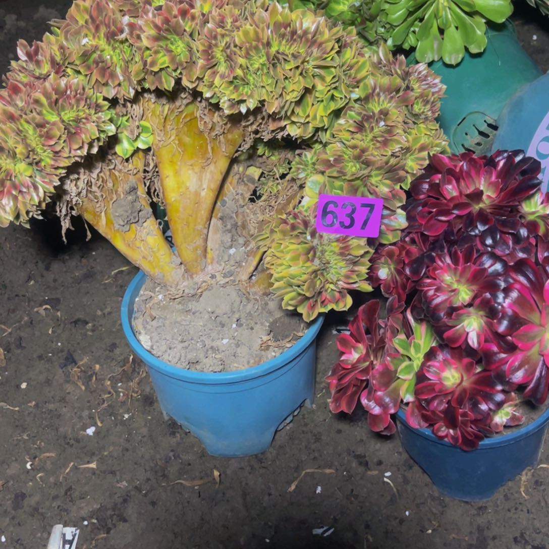 两盆法师28/-31包邮