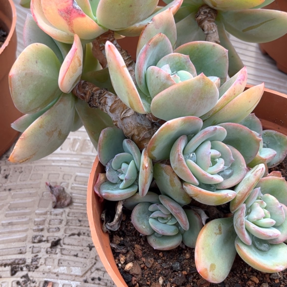 【闪购商品】无花朵漠*