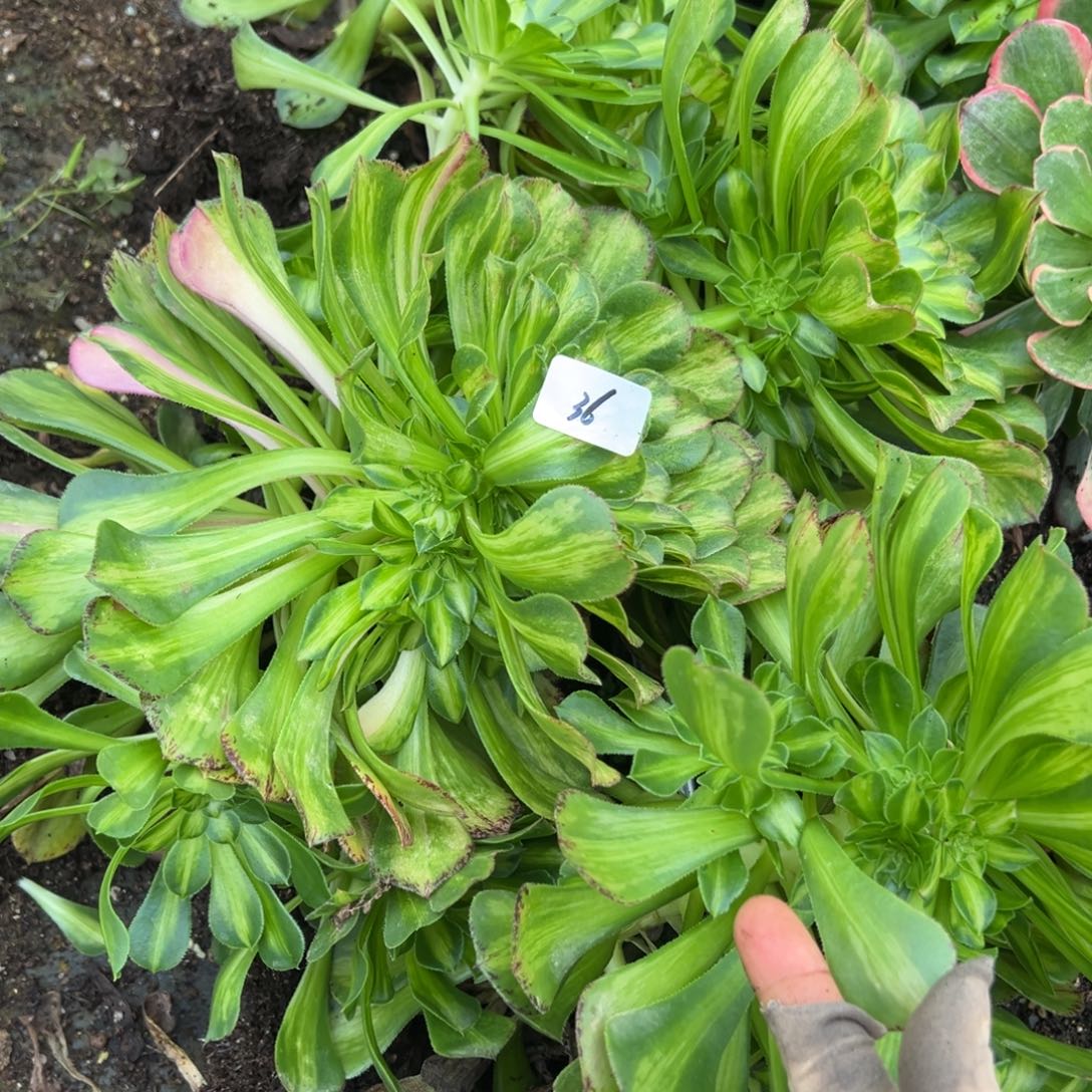 20包邮36知否捧花一颗8