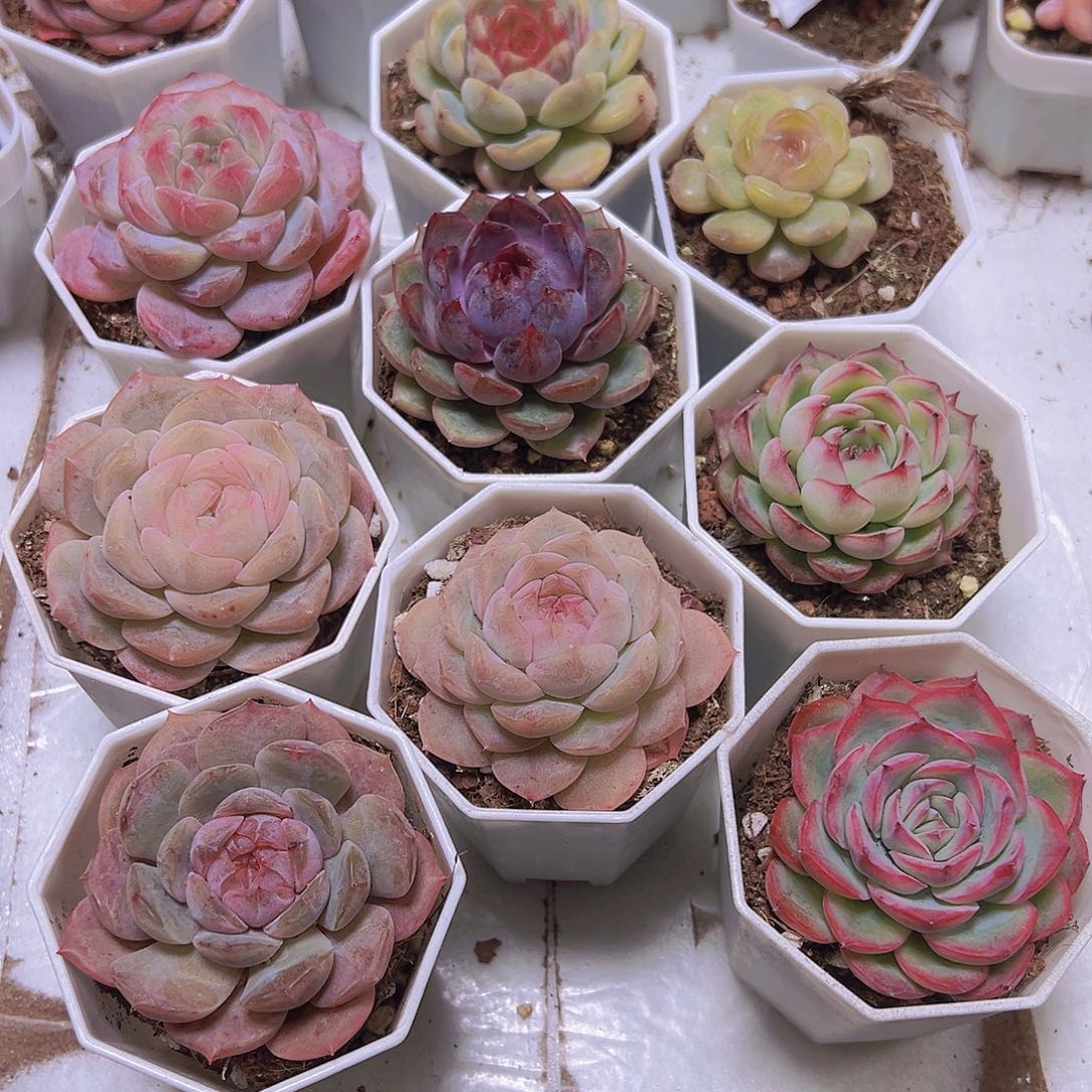 良辰组合9盆19包邮八角盆