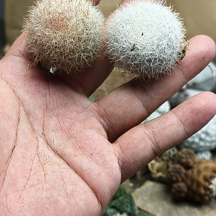 直播间商品一物一图