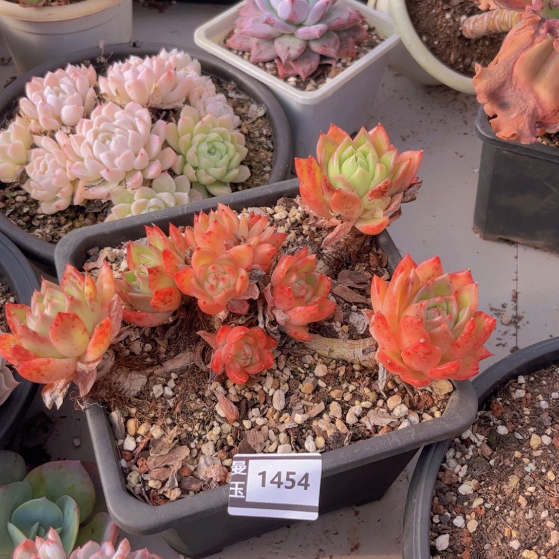 东云多肉植物1454