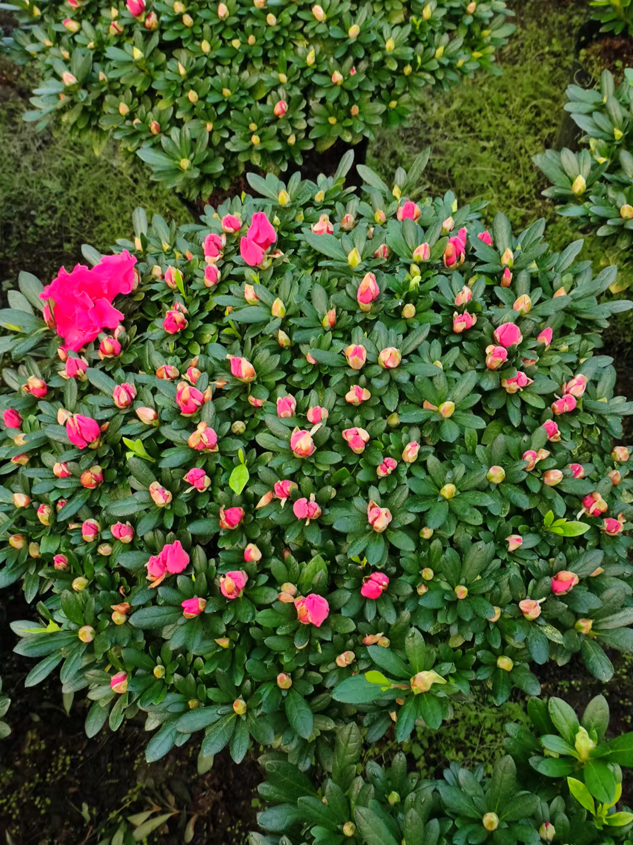 四季开花带花苞杜鹃花盆栽室内外好养易活花卉植物