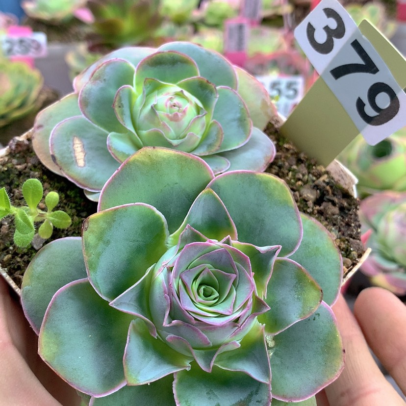 【闪购商品】yjj379瑕疵介意不拍