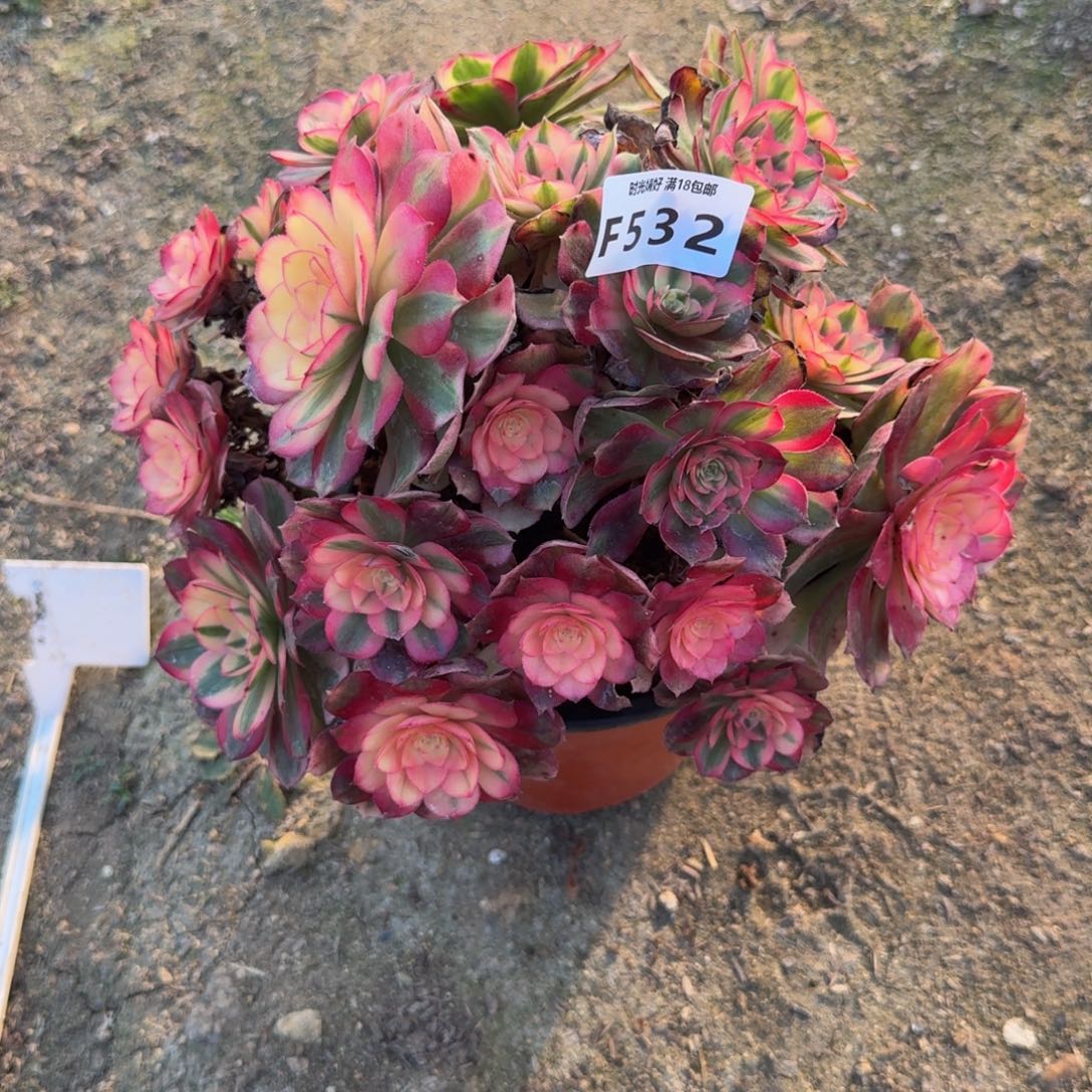 532荔枝。多肉植物