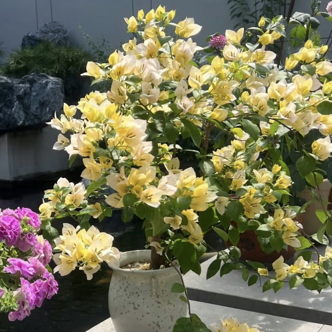 等你（26）彩色三角梅 云南基地原盆原土带花发货一物一拍