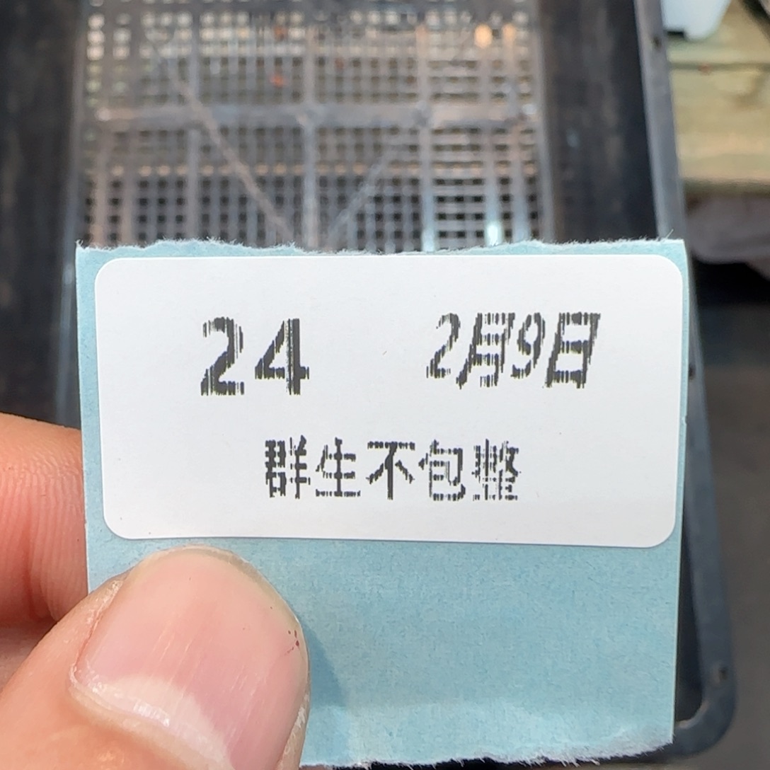 框拍框拍0209-24小圆杯16颗盲拍