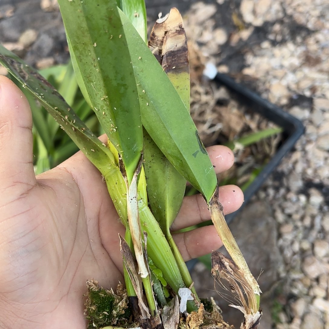 完全开放酒红婆婆