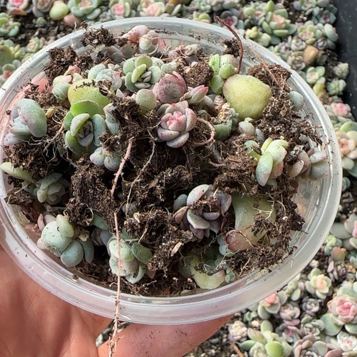 会****30号绝绝子多肉一盒