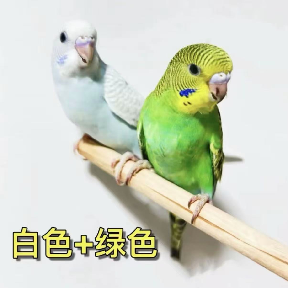 手养虎皮鹦鹉活鸟可上手亲人适合家养小型观赏宠物鸟