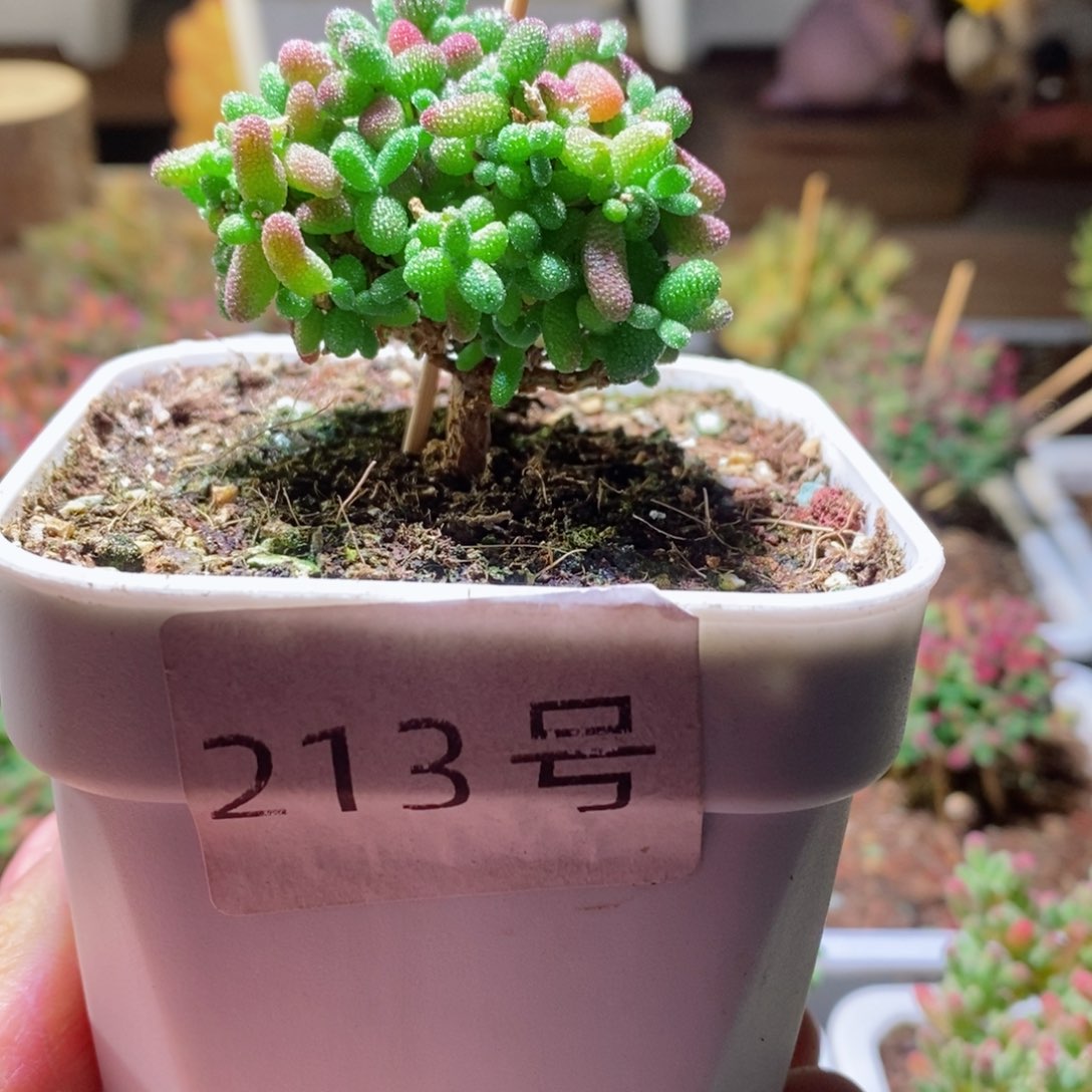 蜜橘带盆土发货一物一拍