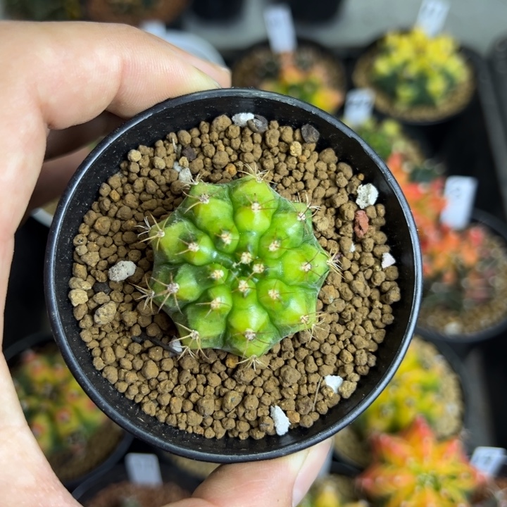 拿玻璃艺术侧芽自根带盆土发货