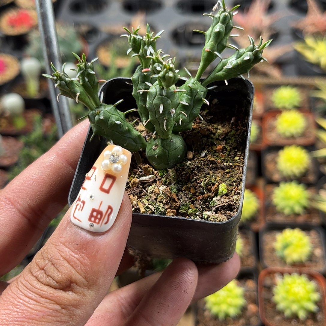 就这个死样子单头发货