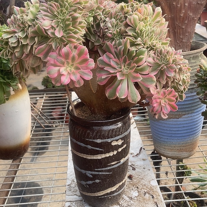 950，粉女巫缀朵朵包邮