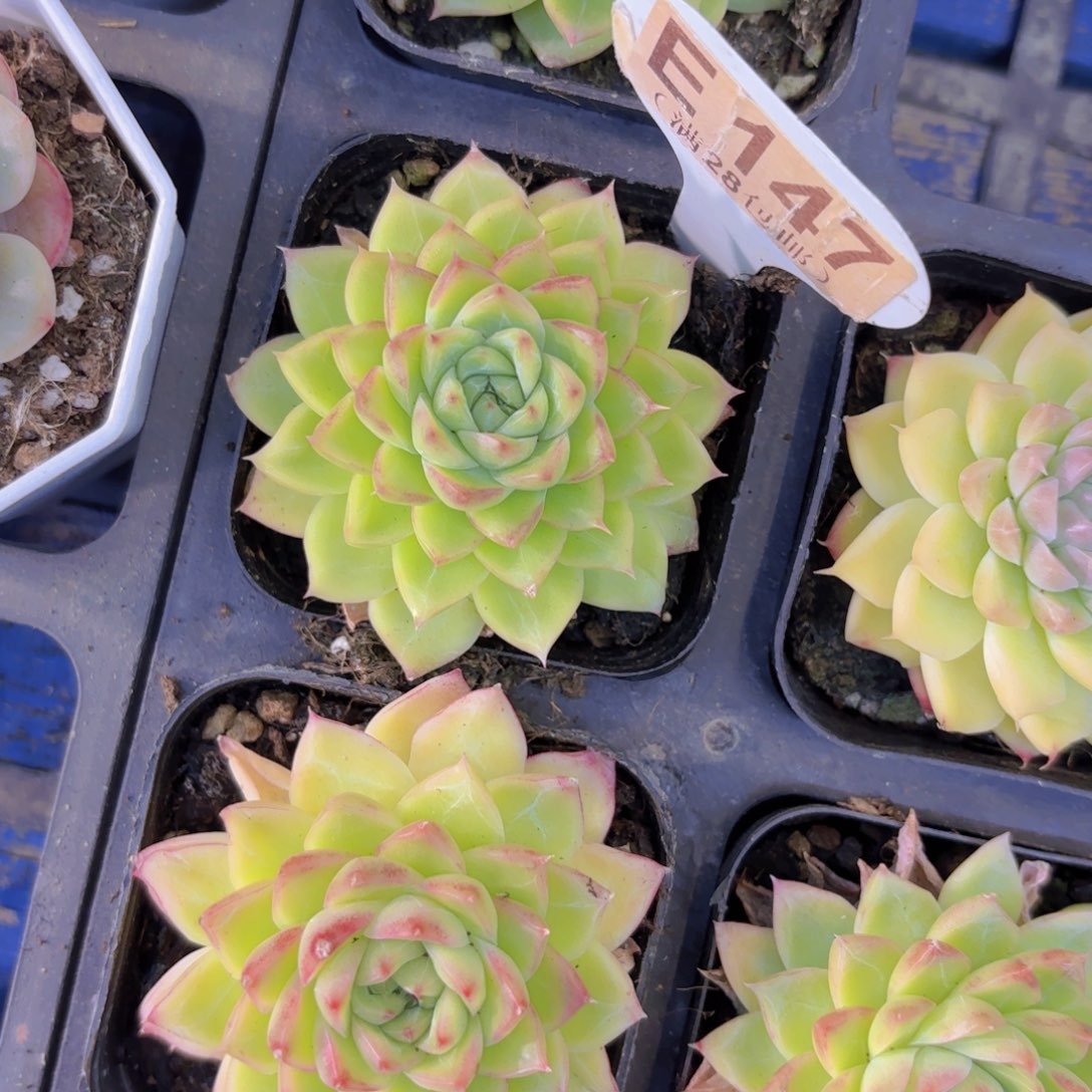 E147叠叶杂交一物一拍