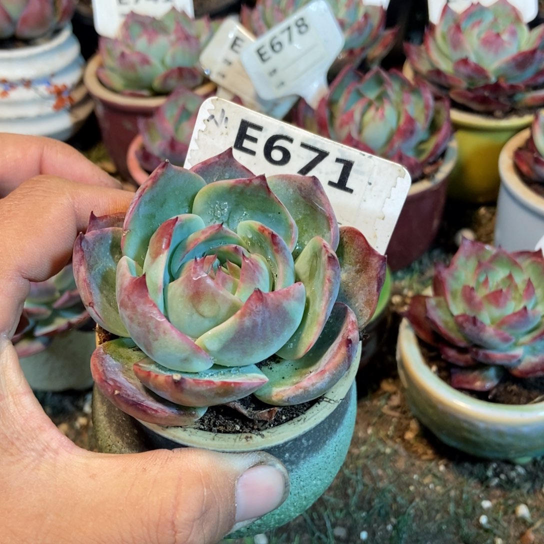 惊鸿一瞥671号多肉