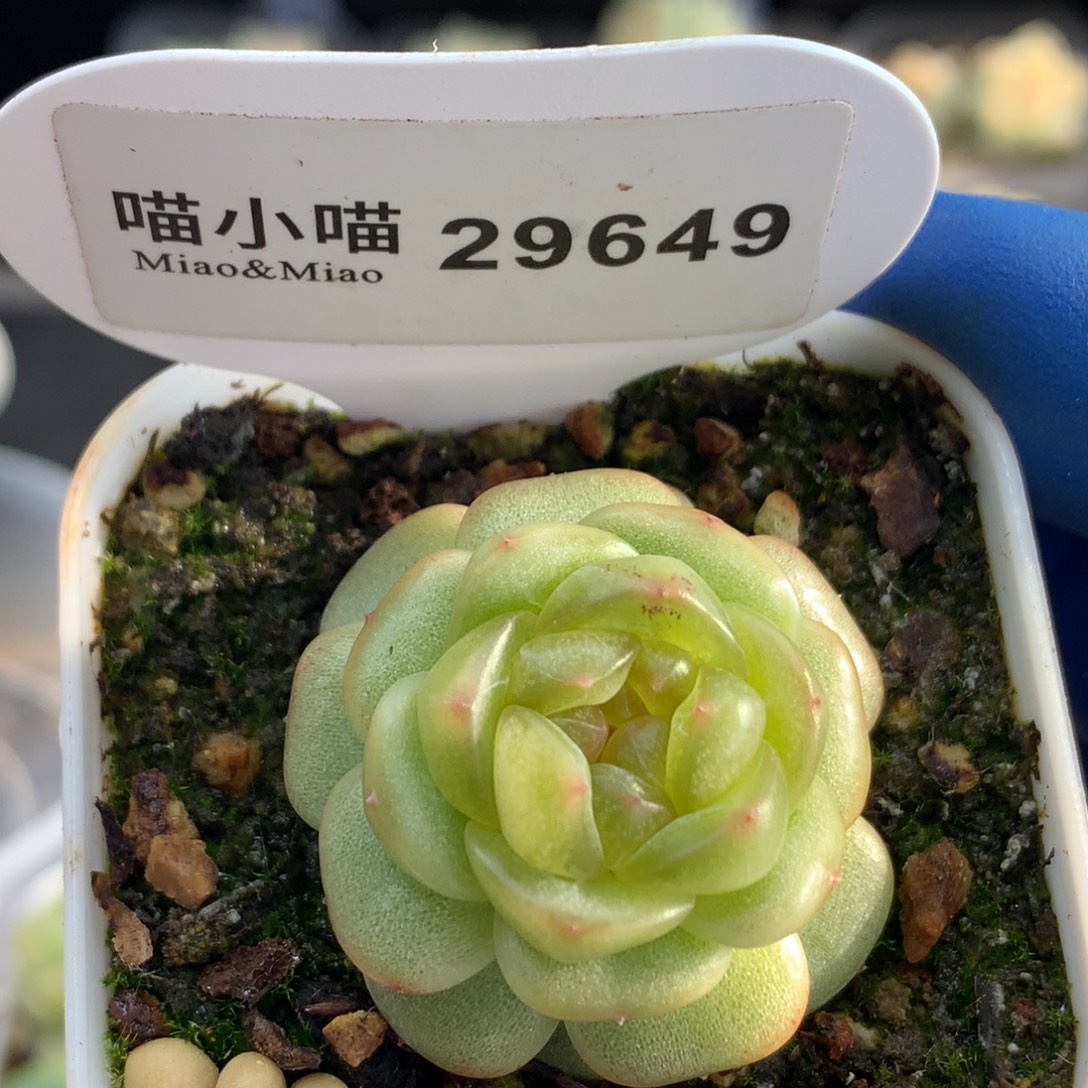 多肉植物杂交珍妮