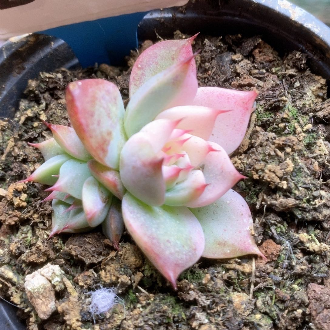 D072锦锦锦锦锦锦锦