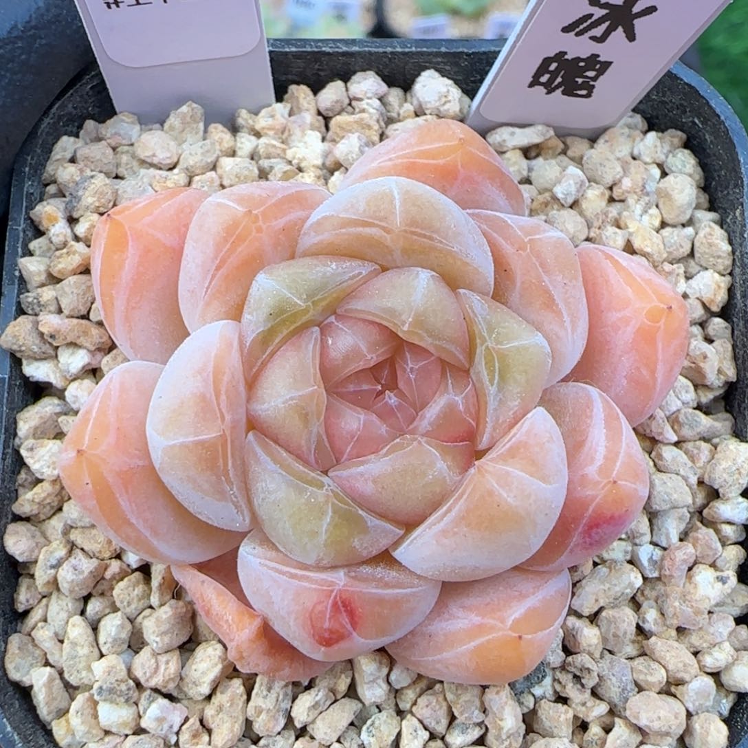 100   冰魄    5厘米盆