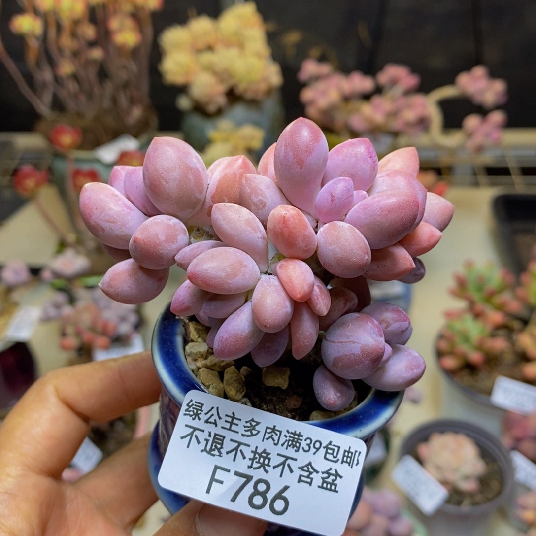 786丸叶汤圆多肉6c m