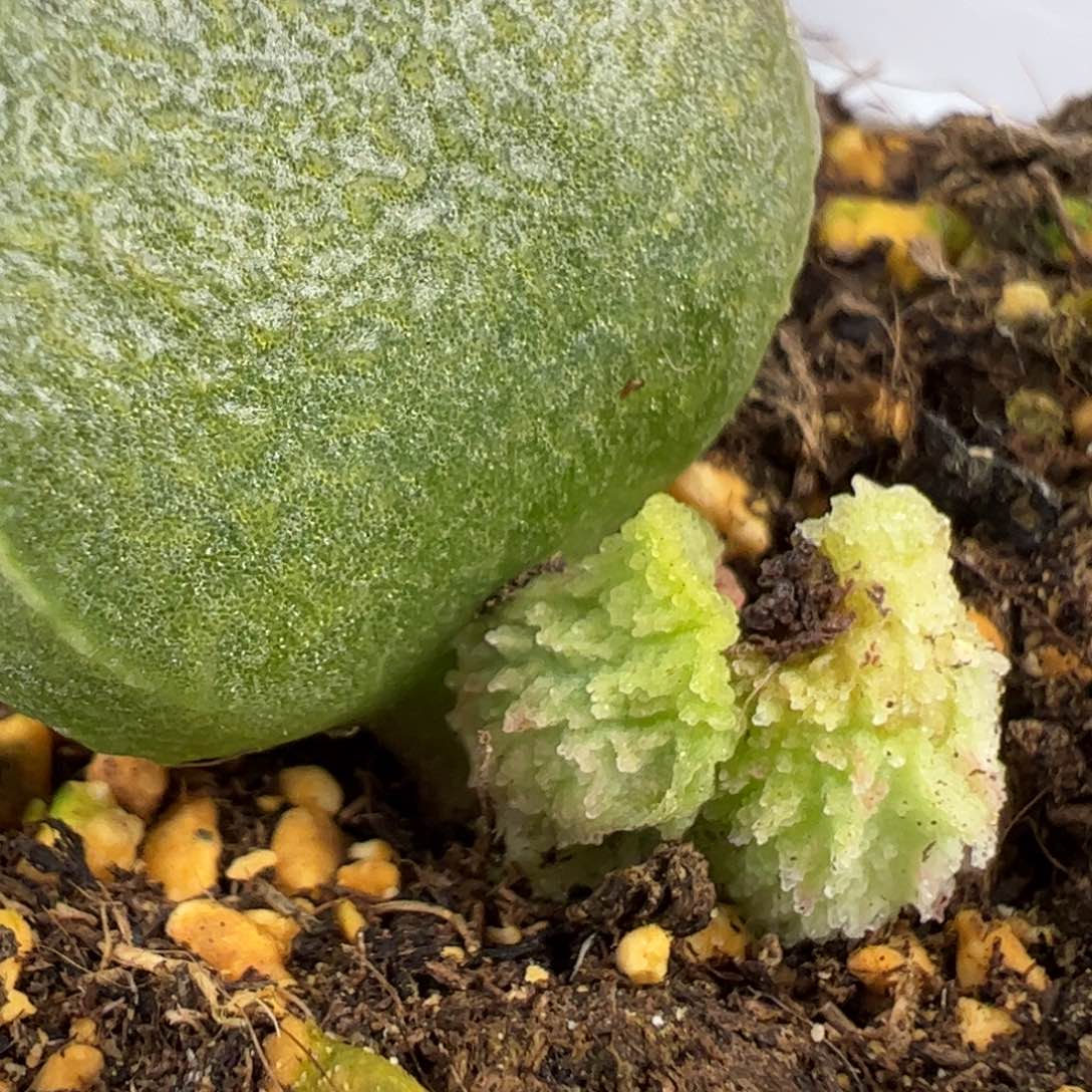 实生新品多肉植物倒刺款苗89号