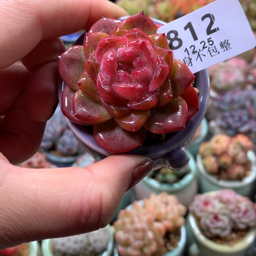 精控拇指盆12.25812