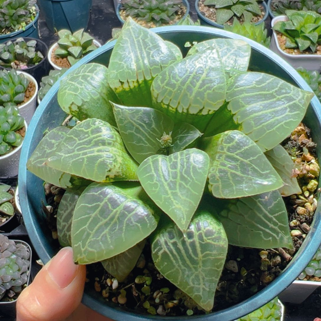 加仑盆康平玉露多肉多肉1