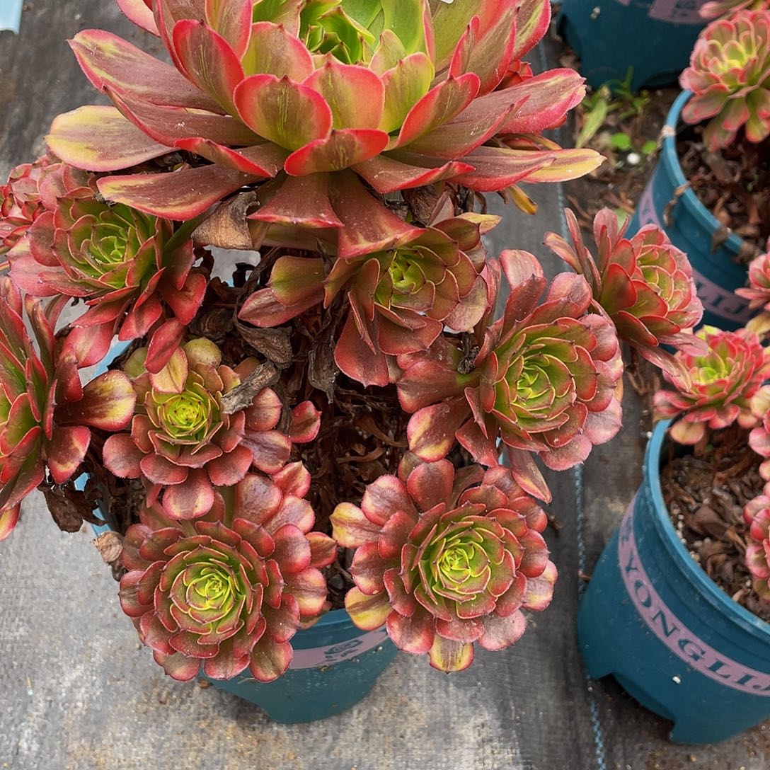 一***房多肉法师921号粉体美姬发货不包损