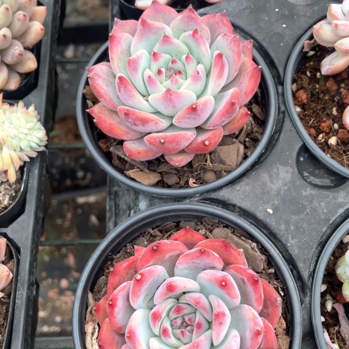 钻石卡罗拉9.9一盆888888888