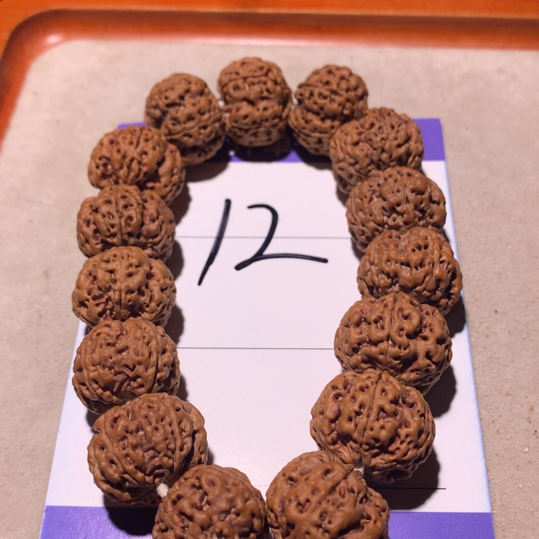 20尺寸原皮原色梅花双龙大金刚菩提！矮壮