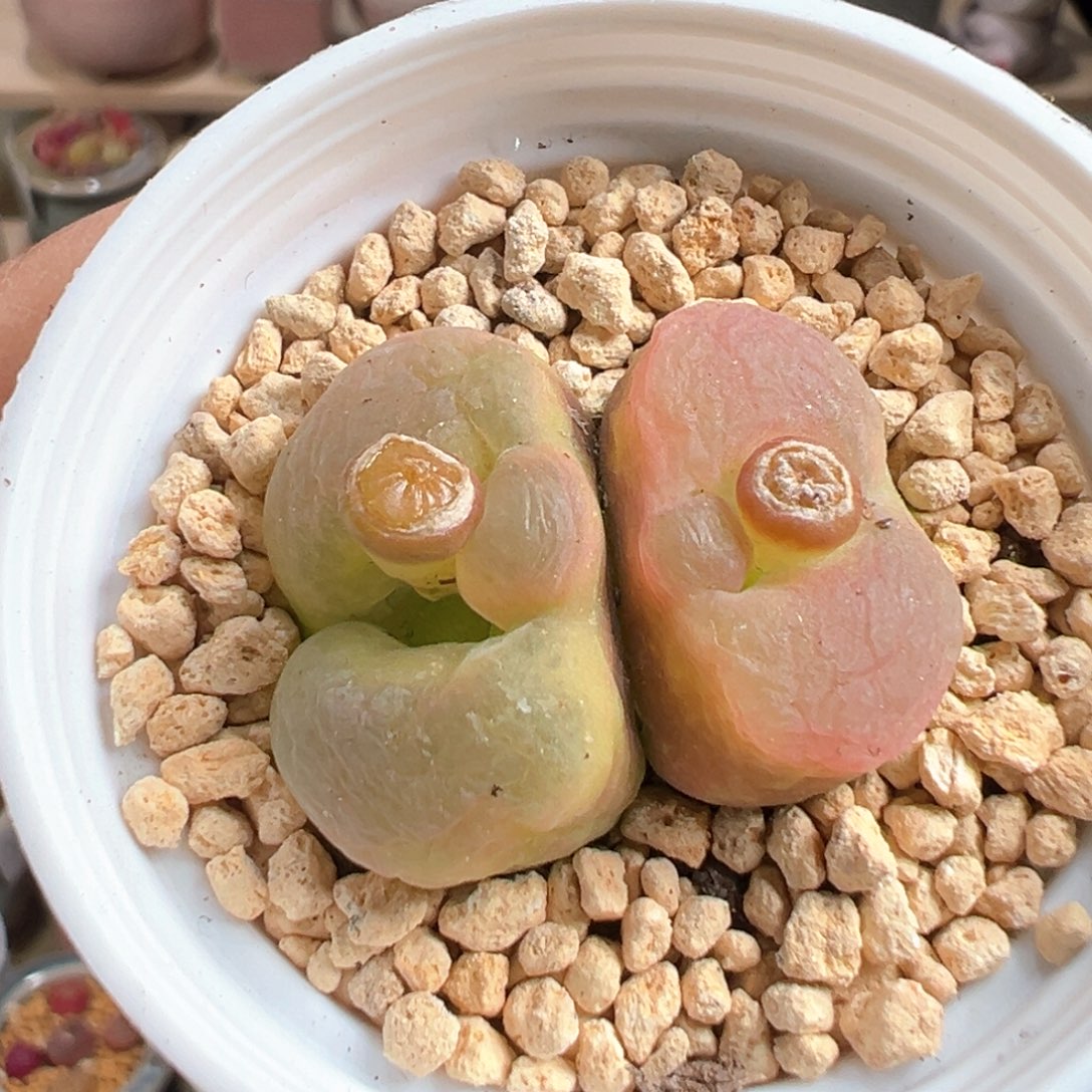 多肉植物156号毛毛