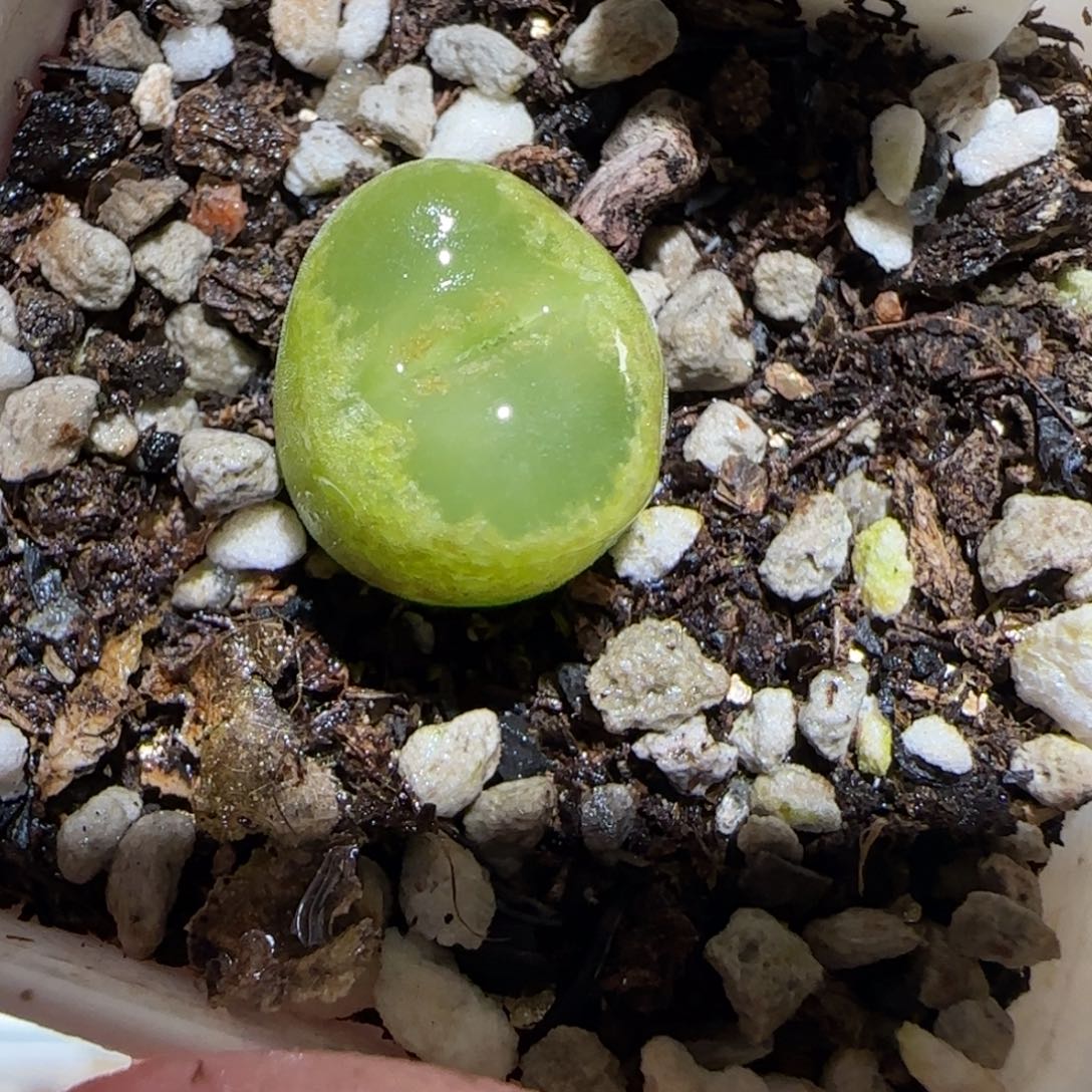 肉锥多肉植物百科-6km风铃495