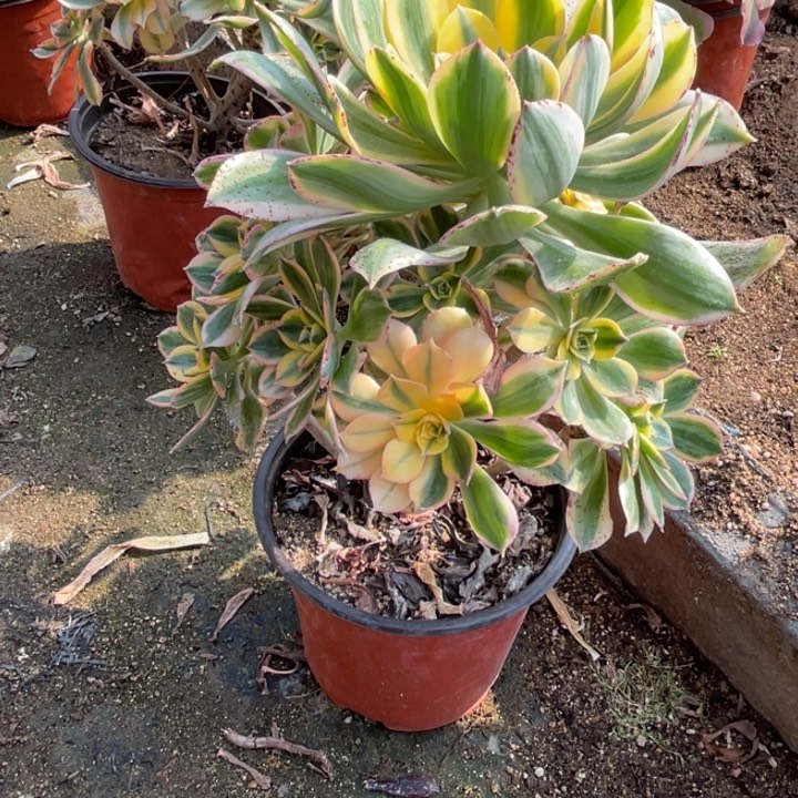 302号灿烂多肉植物