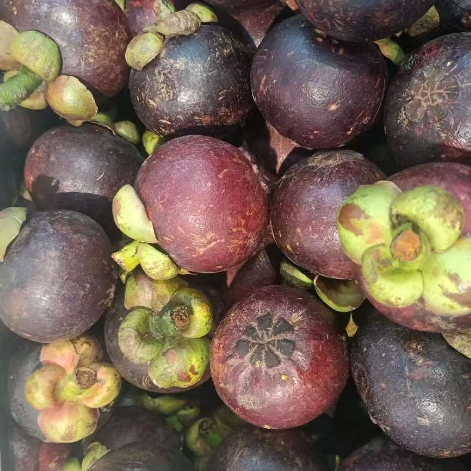 小山竹约1斤 约1斤