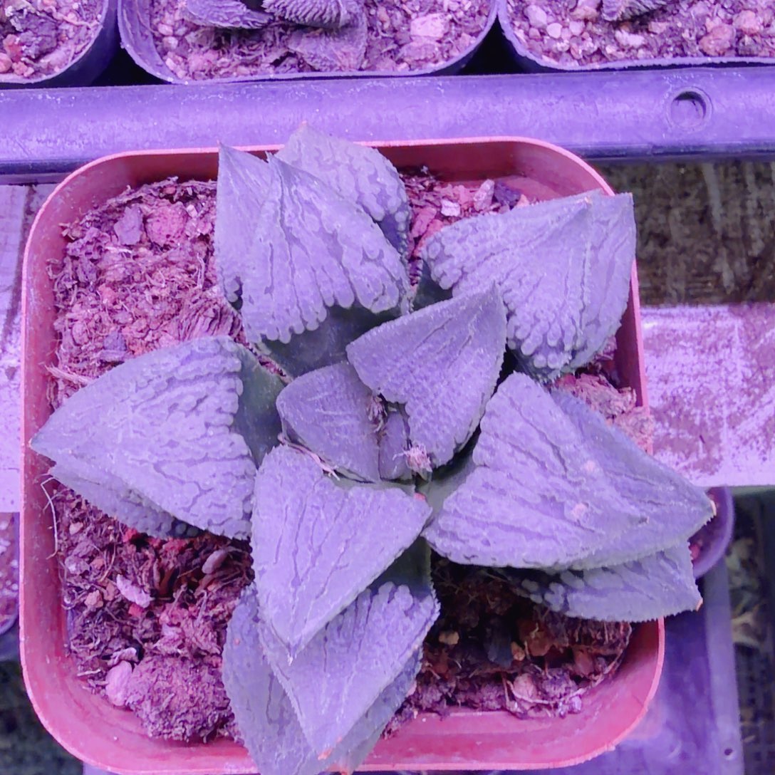 十二卷福利马丽丽母本