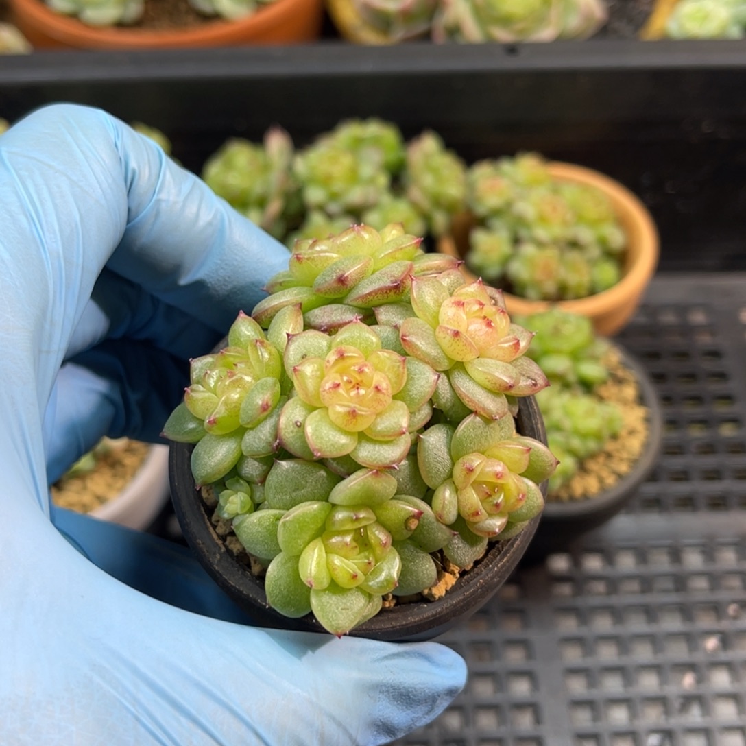 灯泡珍妮群 带陶瓷盆 