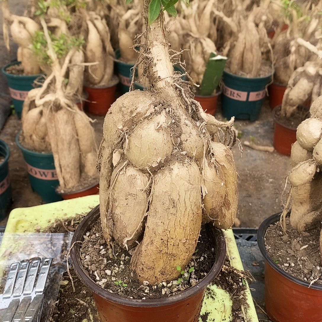 早***姥无花朵一物一拍月之贵