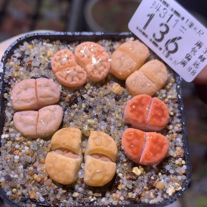 精品生石花311.136