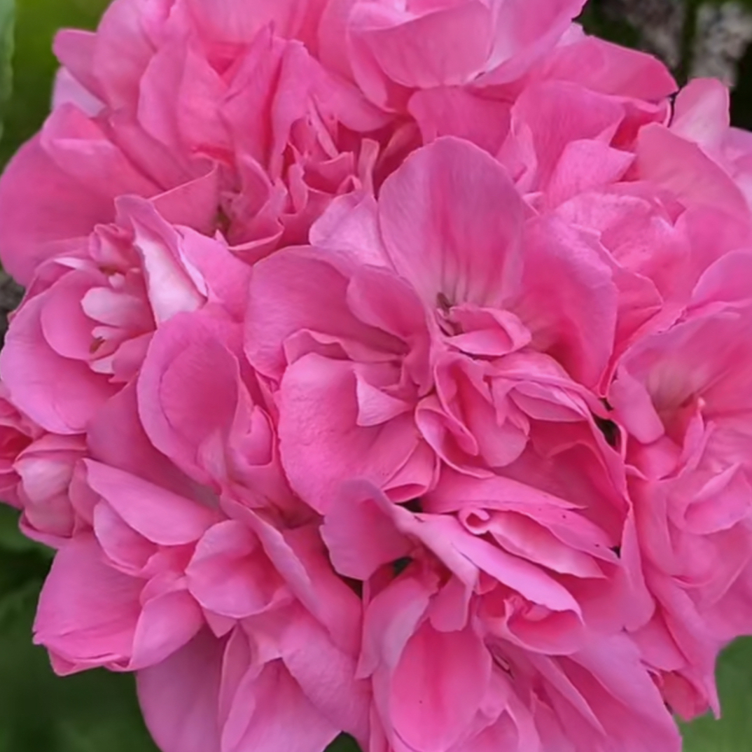 重彩浪漫 直立天竺葵