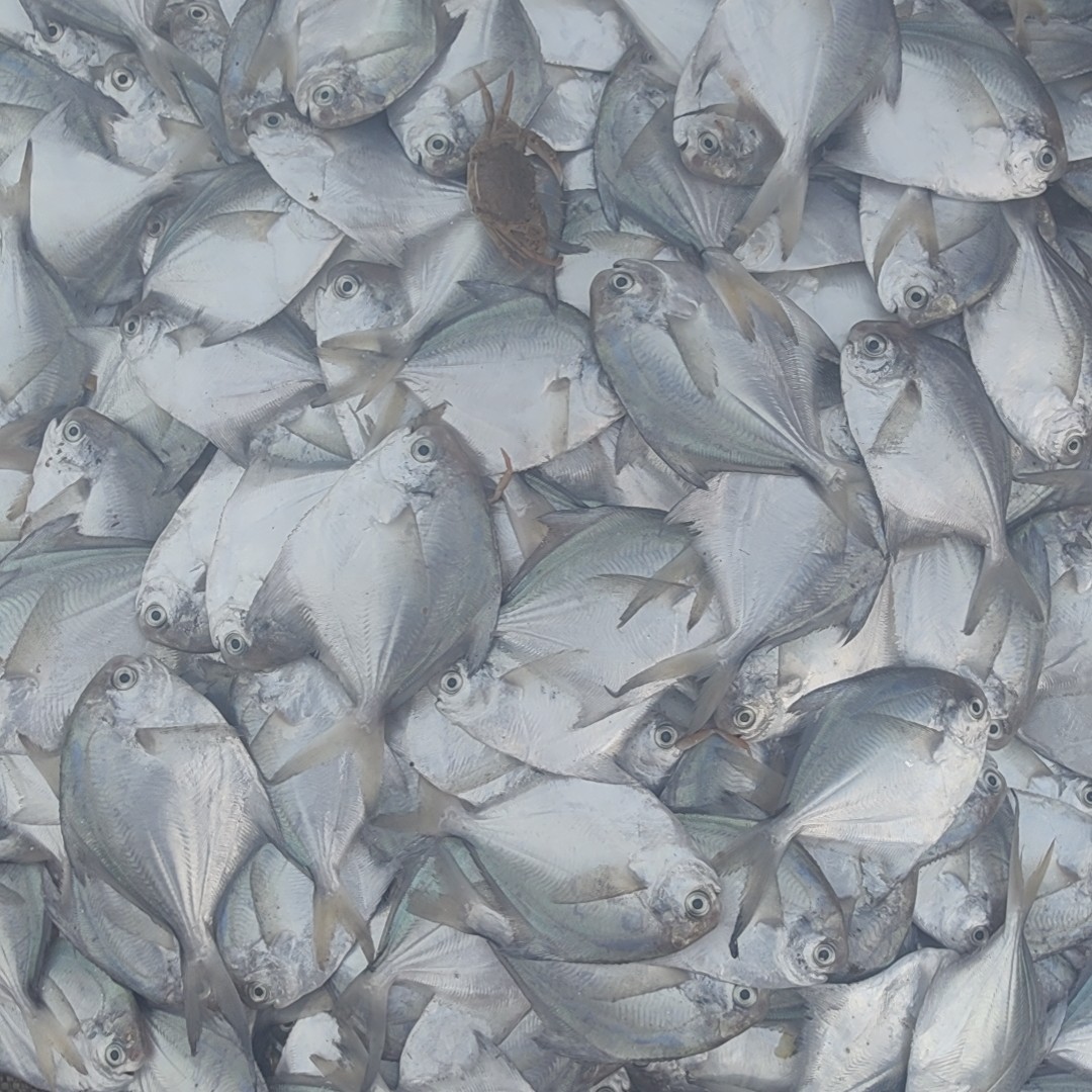 野生小银鲳鱼新鲜顺丰包邮