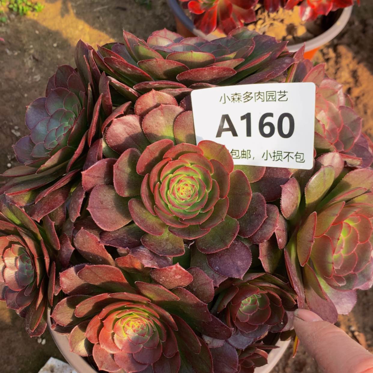 【闪购商品】160万多肉