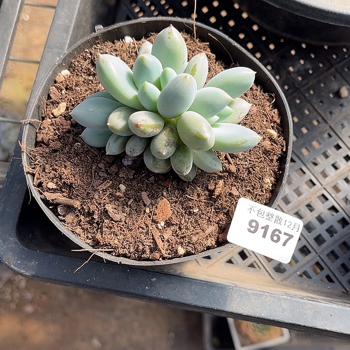 阿雅园艺。            9167