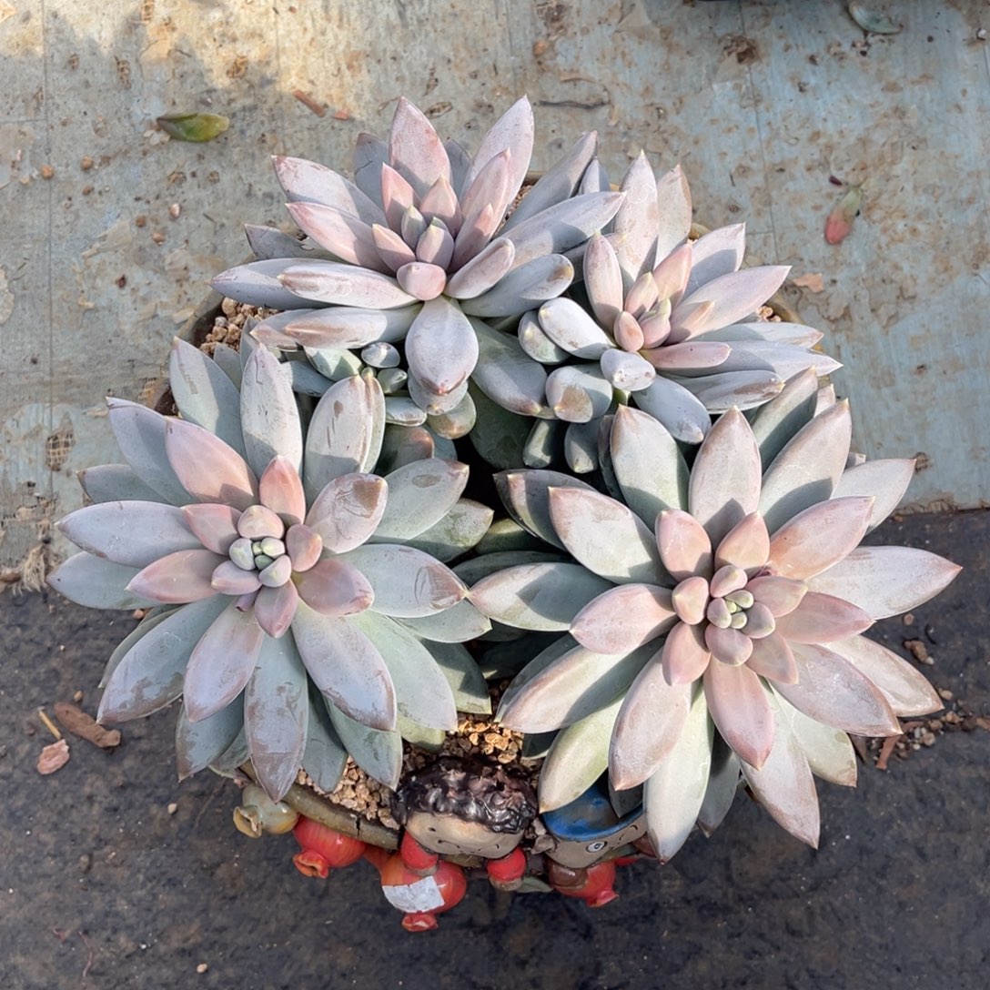 冰****冰激凌寄养哥特萝莉，