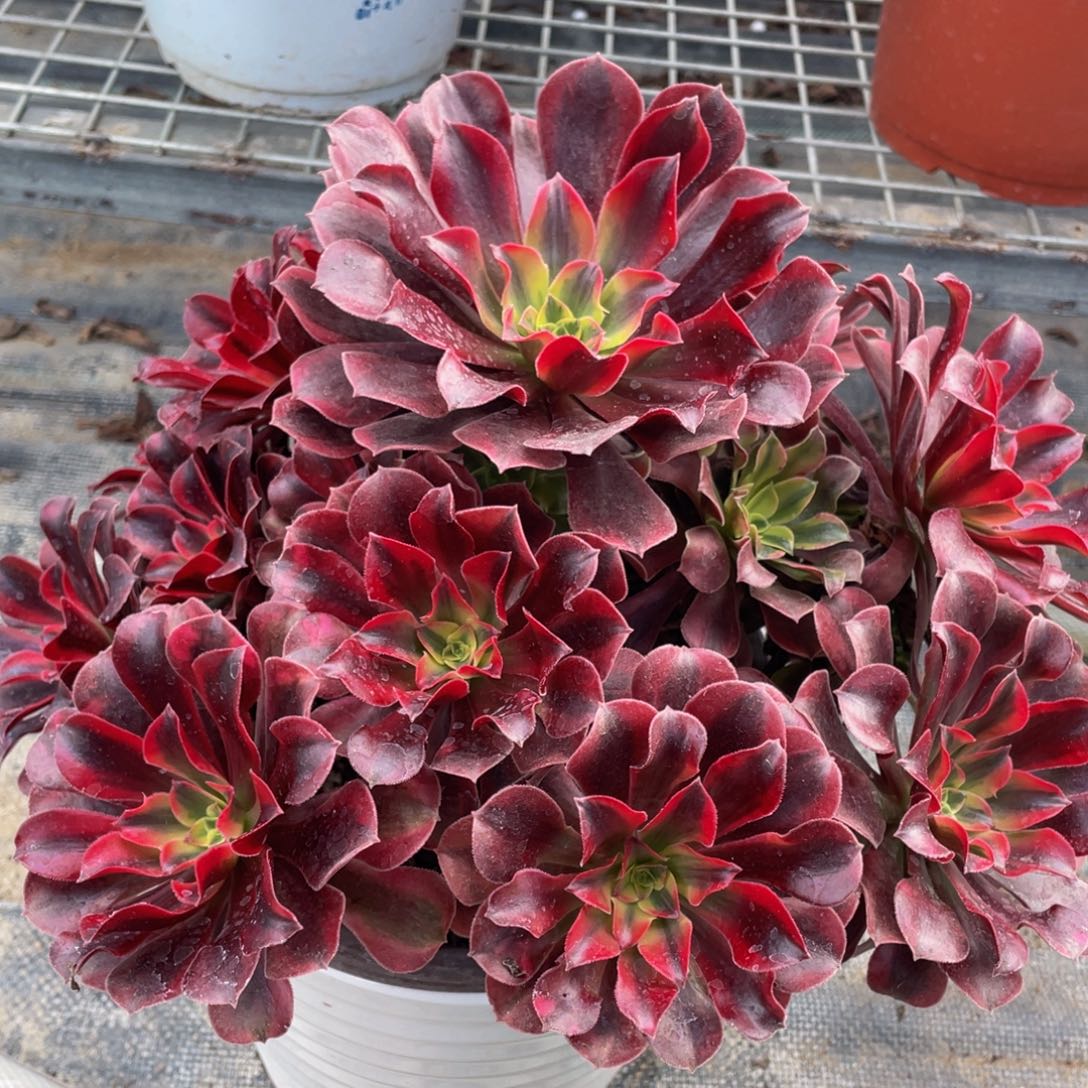 650美杜莎精品法师老桩