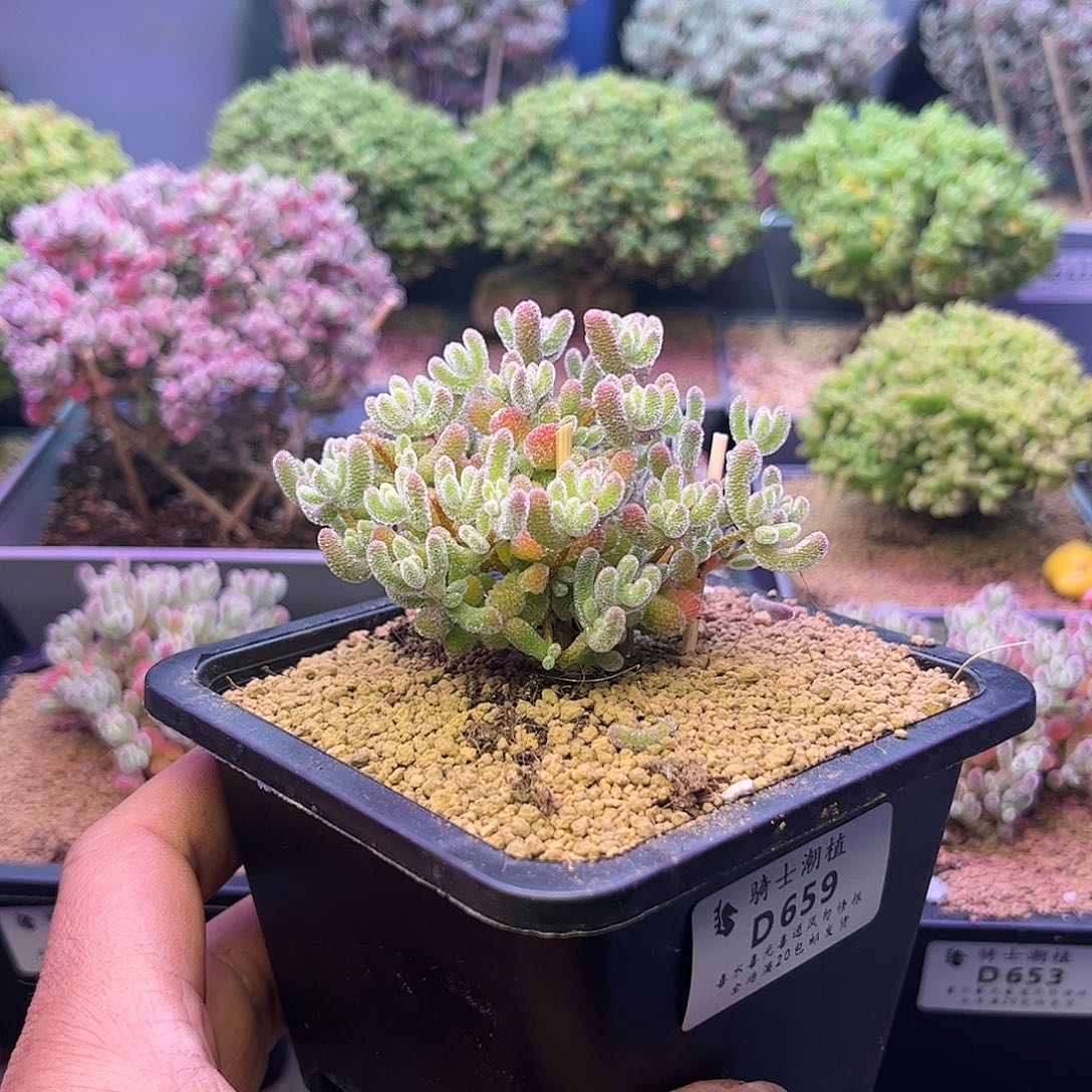 明***就659优选冰晶枝干番杏