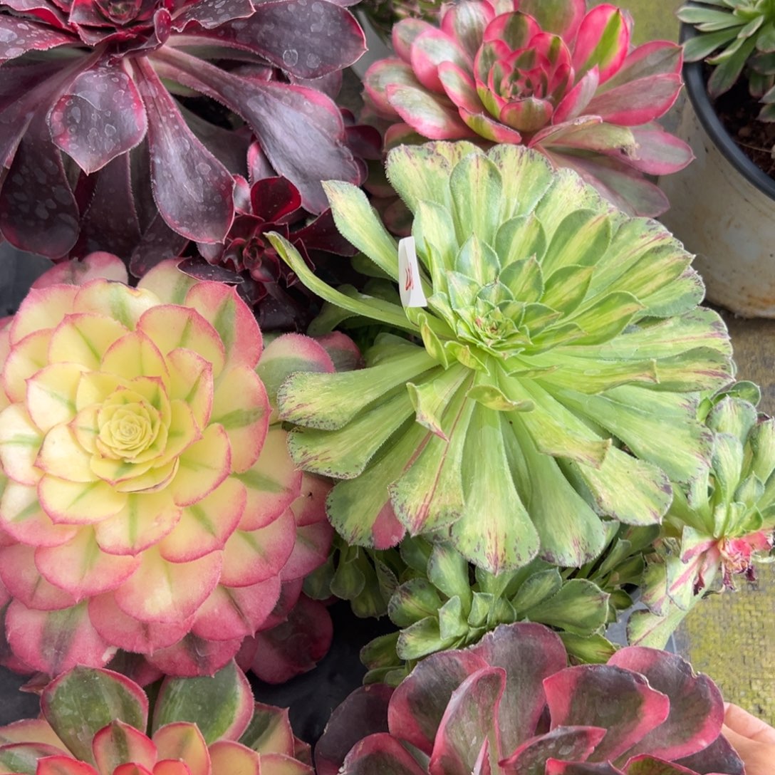 228筐6颗多肉多肉多肉